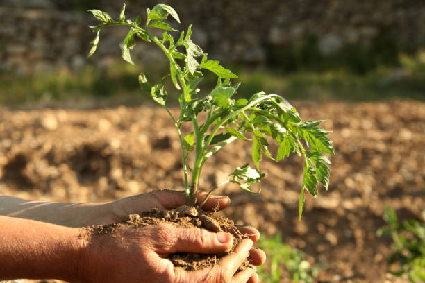 томатный саженец - tomato human hand biologic field стоковые фото и изображения