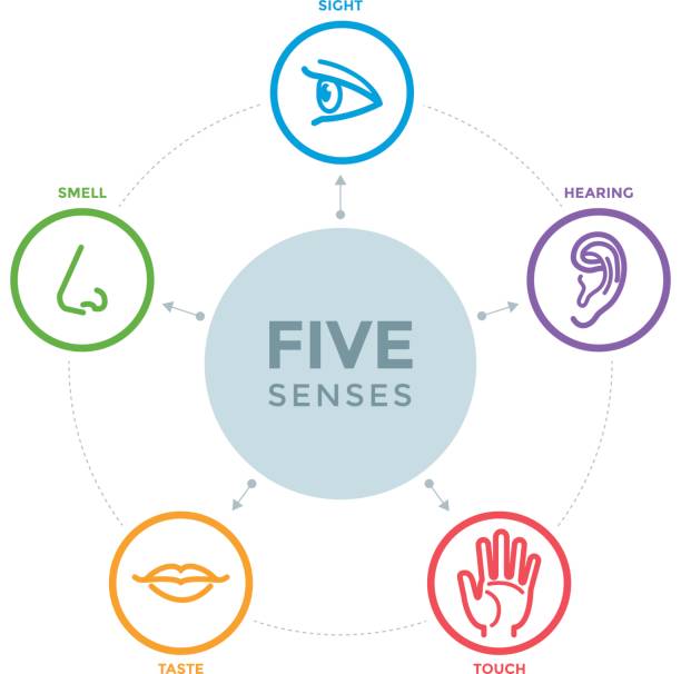 Five senses with icons in a mind map design Five senses with complex line icons in a mind map design sensory perception stock illustrations