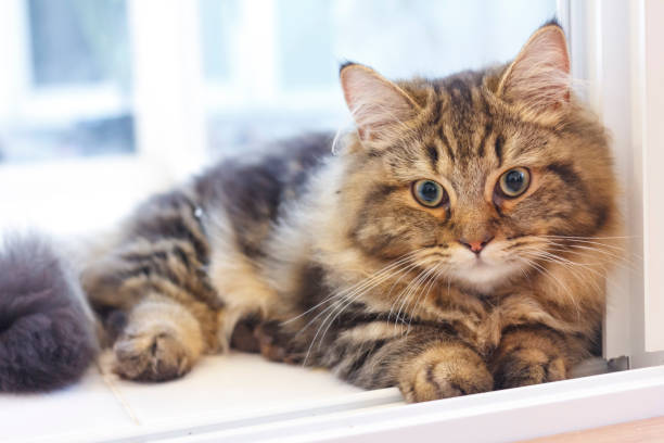 istock Close-up cute fluffy face of brown Persian Cat. 689294436