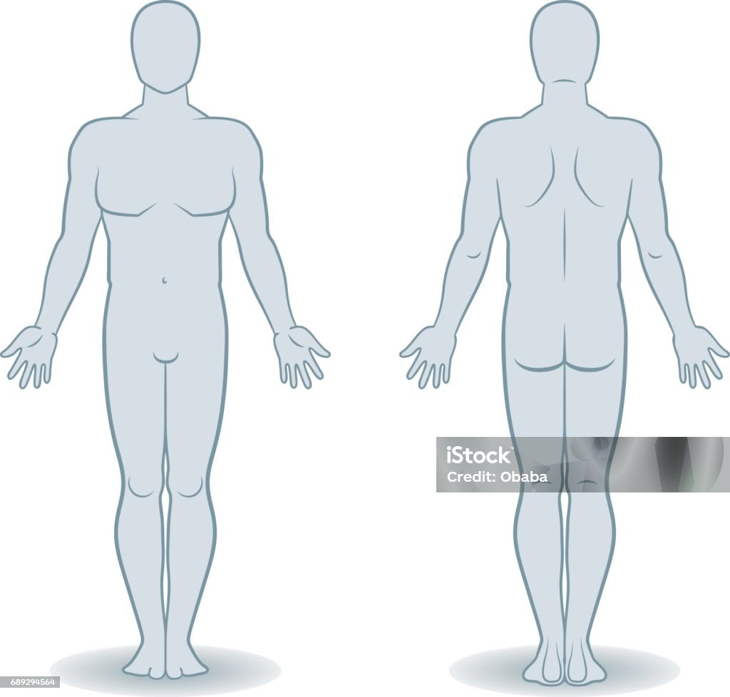 Vector silhouettes of man front and back view The Human Body stock vector