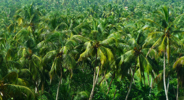 istock A lush green field of endless Coconut Trees 689297802