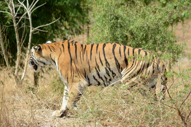 istock The tiger (Panthera tigris)  largest cat species 689301516