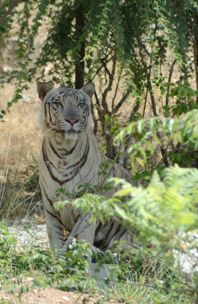 istock The tiger (Panthera tigris)  largest cat species 689304306