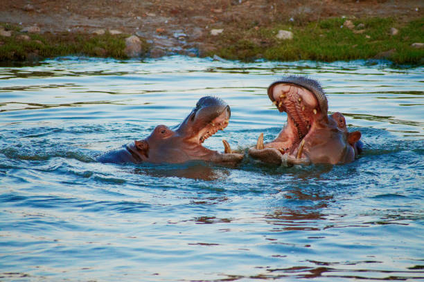 Two hippo fighting stock photo