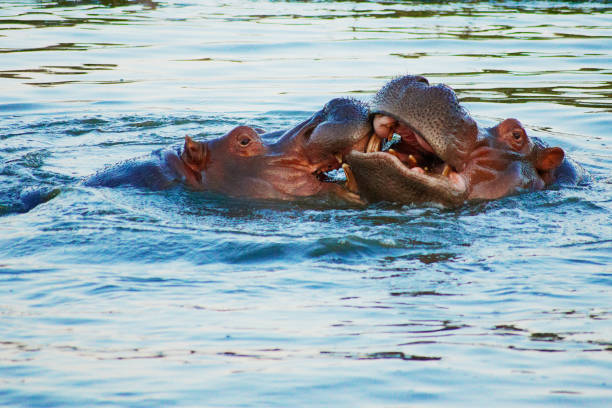 Two hippo fighting stock photo