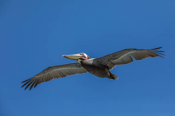 istock Brown Pelican in flight - La Jolla, California 689312960