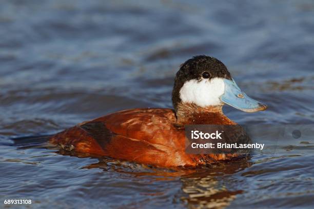 Male Ruddy Duck Santee Lakes San Diego California Stock Photo - Download Image Now