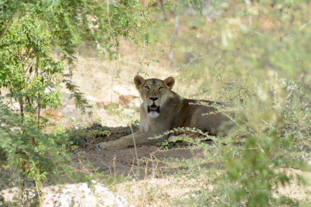 istock The Asiatic lion (Panthera leo persica) 689313186
