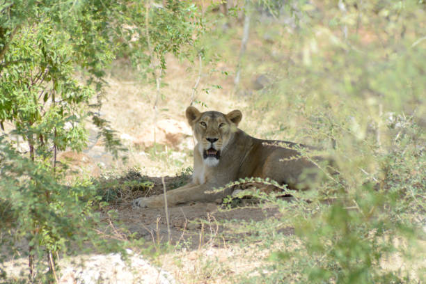 istock The Asiatic lion (Panthera leo persica) 689313226