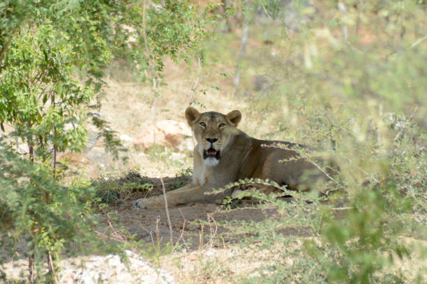 istock The Asiatic lion (Panthera leo persica) 689313534