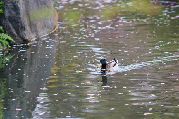 istock Mallard Drake swimming on a river 689316362