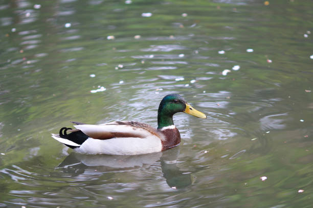 istock Mallard Drake swimming on a river 689316574