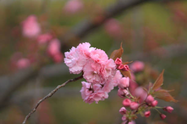 istock Beautiful colorful fresh spring flowers 689317270