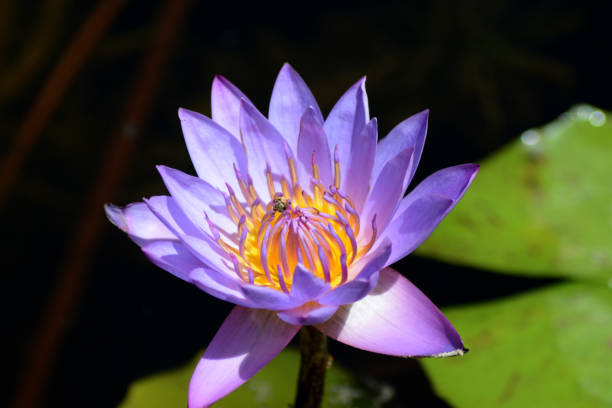 istock Indian lotus Nelumbo nucifera, 689317316