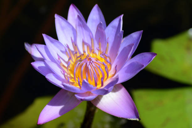 istock Indian lotus Nelumbo nucifera, 689317564