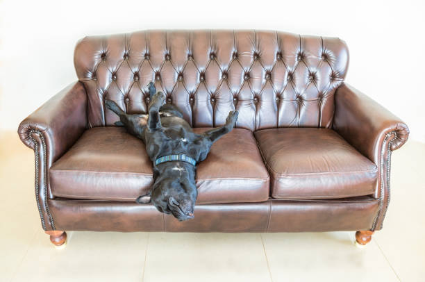 istock staffordshire bull terrier dog lying upside down on a leather sofa 689320572