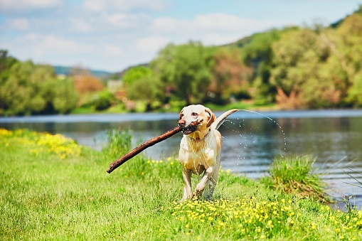 Dog after swimming in the river. Happy labrador retriever running with stick on the meadow.