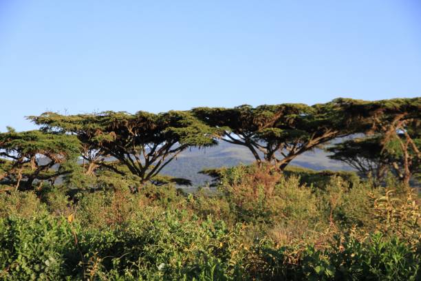istock Ngorongoro Conservation Area - Tanzania 689324666
