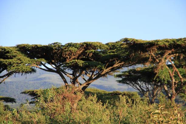 istock Ngorongoro Conservation Area - Tanzania 689324724