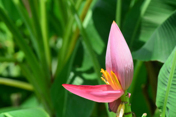 istock Musa ornata (flowering banana) Banana bua luang 689327540