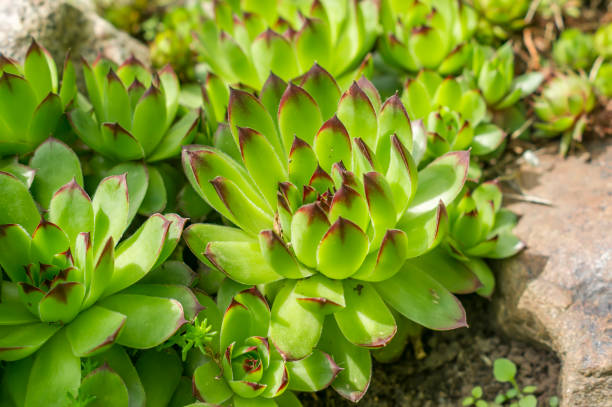 istock Sempervivum closeup. Succulent plant 689327862
