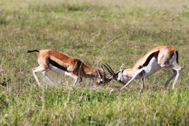 istock Ngorongoro Conservation Area - Tanzania 689330790