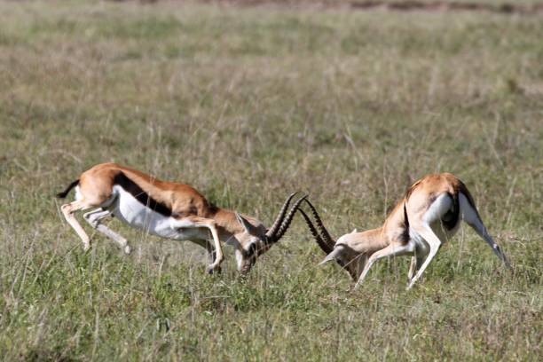 istock Ngorongoro Conservation Area - Tanzania 689330808