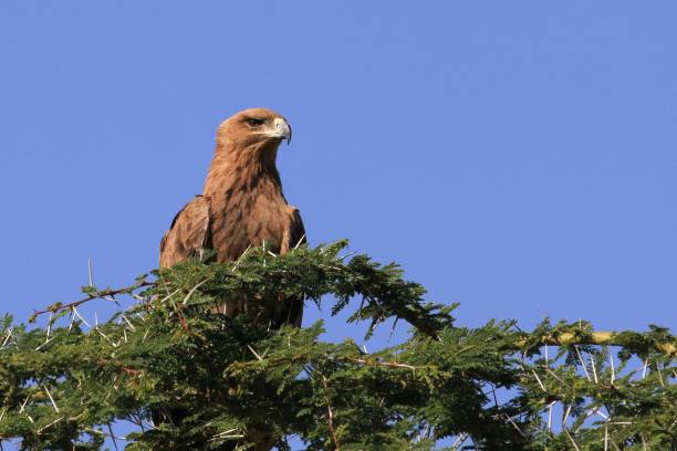 istock Ngorongoro Conservation Area - Tanzania 689330882