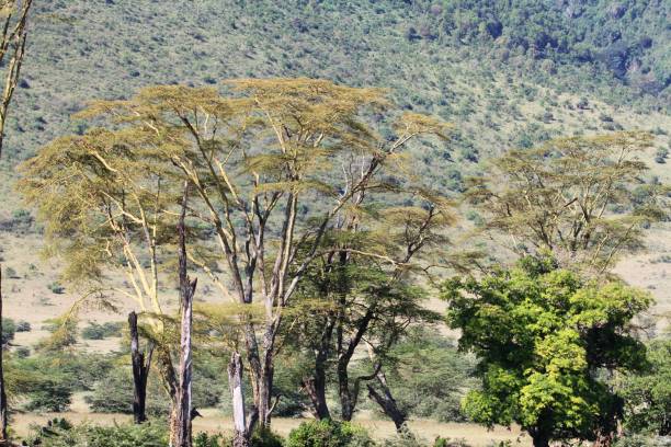 istock Ngorongoro Conservation Area - Tanzania 689331494