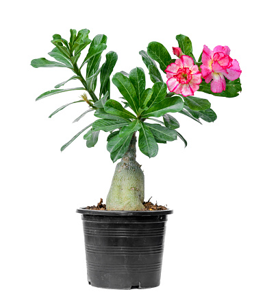 tree adenium on black pot isolated on white background