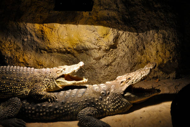 istock Nile crocodiles, or Crocodylus niloticus 689335216