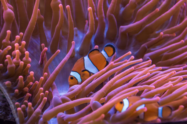 istock Anemone clown fish orange and white stripes 689335242