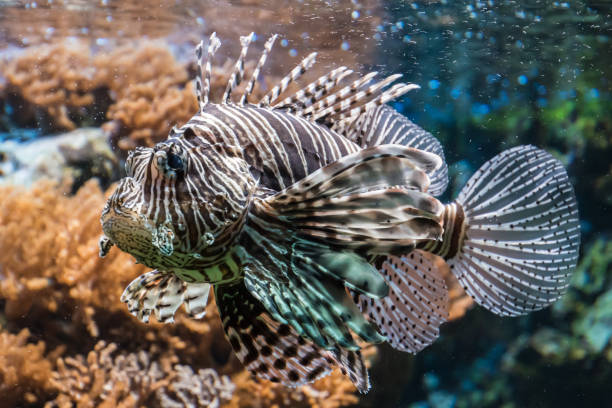Fire fish afreican lionfish brown and white poiseness tropical Fire fish afreican lionfish brown and white poiseness tropical pterois radiata stock pictures, royalty-free photos & images