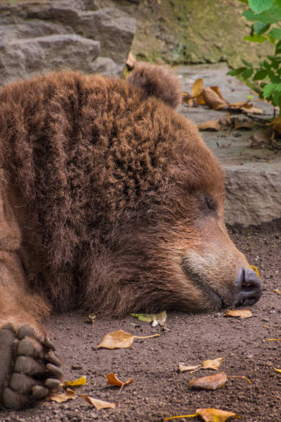 istock Head of sleeping grizzly bear brown fur tired fluffy 689337554