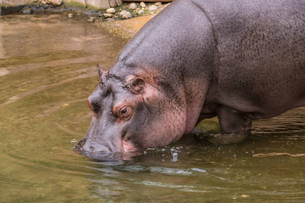 istock Purple skin hippo hipopotamus stepping into water 689337776