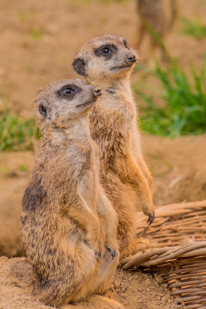 istock Two meerkats or suricats standing on sand 689338010