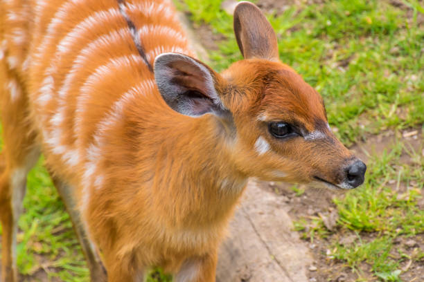 istock Western sitatunga marshbuck orange fur white stripes 689338100