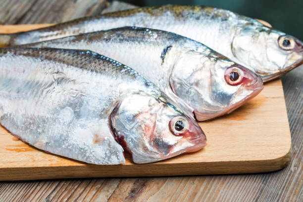 istock Ilish fish of Southeast Asia 689338114