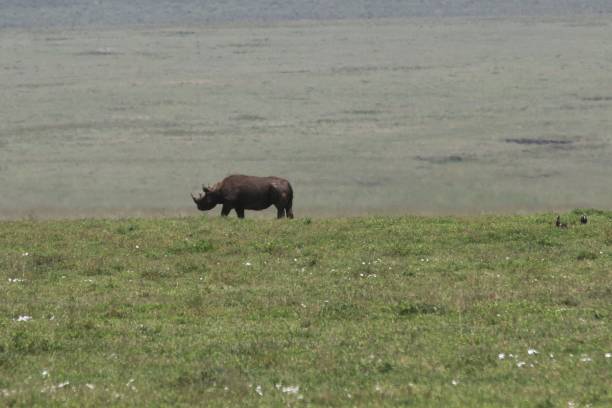 istock Ngorongoro Conservation Area - Tanzania 689340720