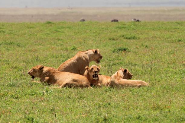 istock Ngorongoro Conservation Area - Tanzania 689341110