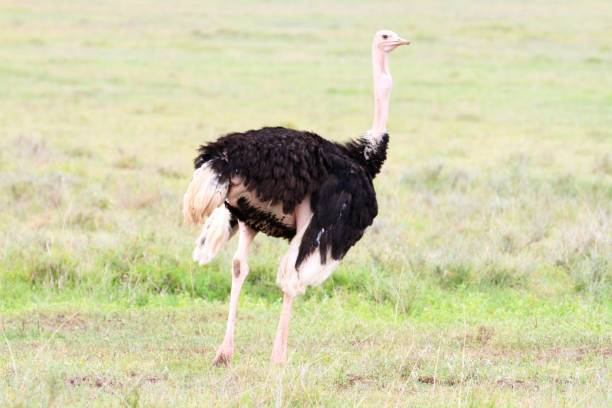 istock Ngorongoro Conservation Area - Tanzania 689341312