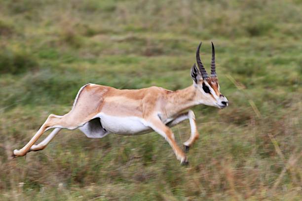 istock Ngorongoro Conservation Area - Tanzania 689341322