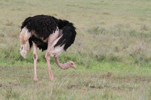 istock Ngorongoro Conservation Area - Tanzania 689341384