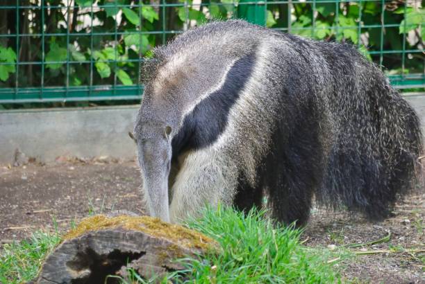 istock Giant anteater, or Myrmecophaga tridactyla 689344126