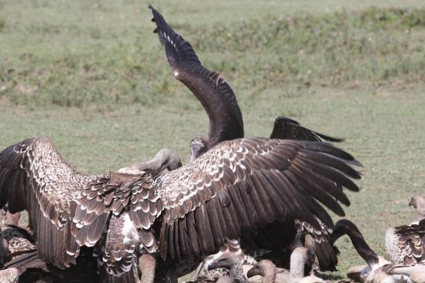 istock Serengeti, Tanzania - Vultures 689350562