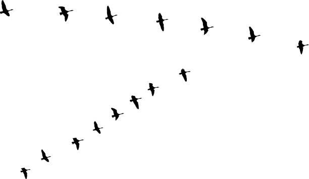 istock Flock of Canada Geese flying in v-formation and migrating 689350656
