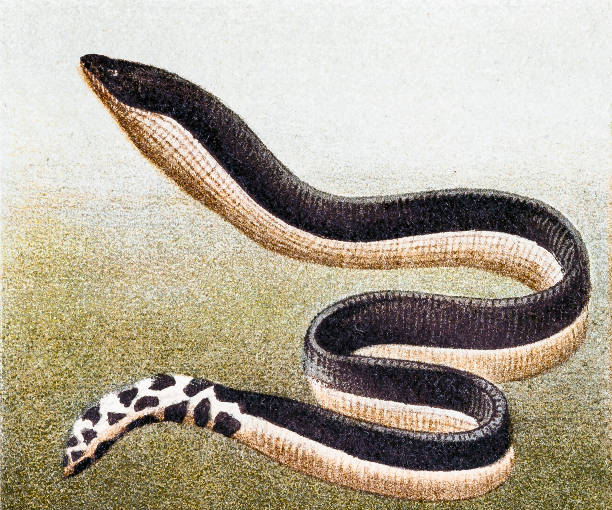 Sea Snake Illustrations, Royalty-Free Vector Graphics & Clip Art - iStock
