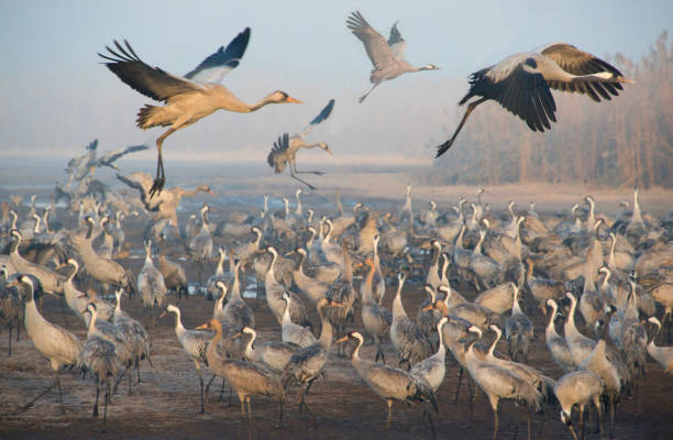 Cranes stock photo