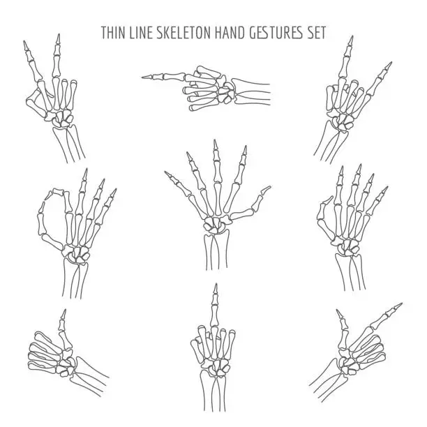 Vector illustration of Vector linear skeleton hands gestures