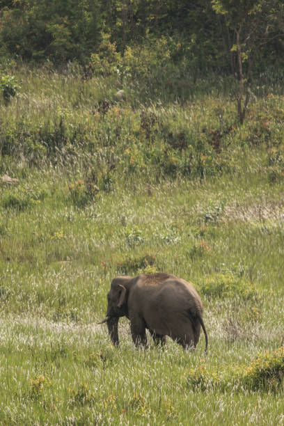 istock Elephant in khao yai national park 689362506
